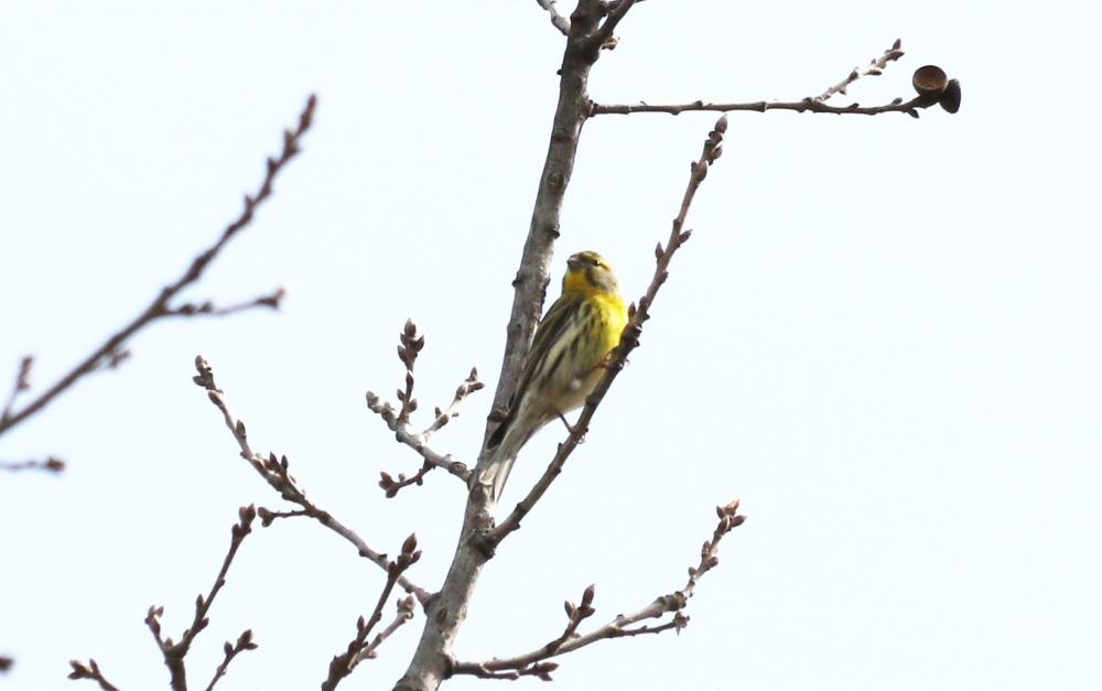Serin cini Serinus serinus (Linnaeus, 1766)