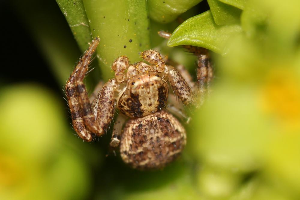 Xystique Xysticus 