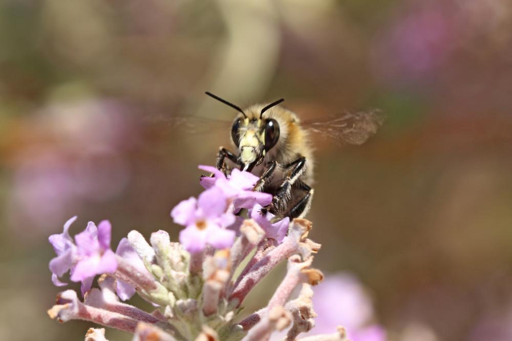 Anthophore commune, Anthophore plumeuse, Anthophor Anthophora plumipes (Pallas, 1772)