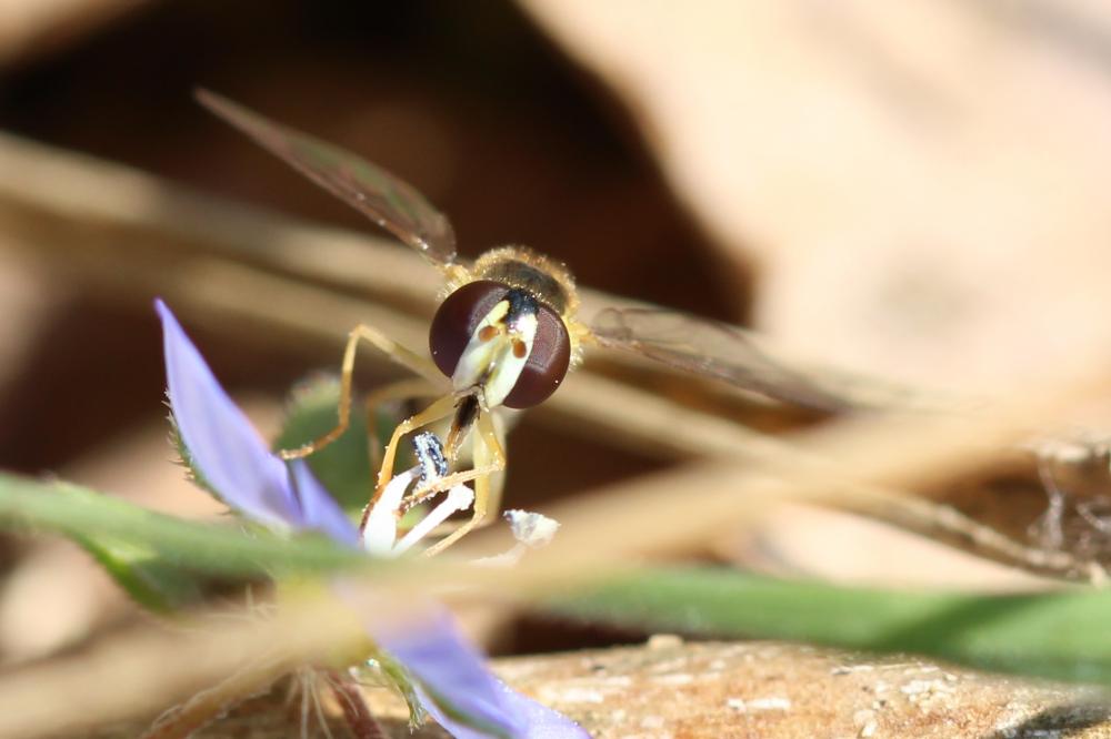  Sphaerophoria scripta (Linnaeus, 1758)