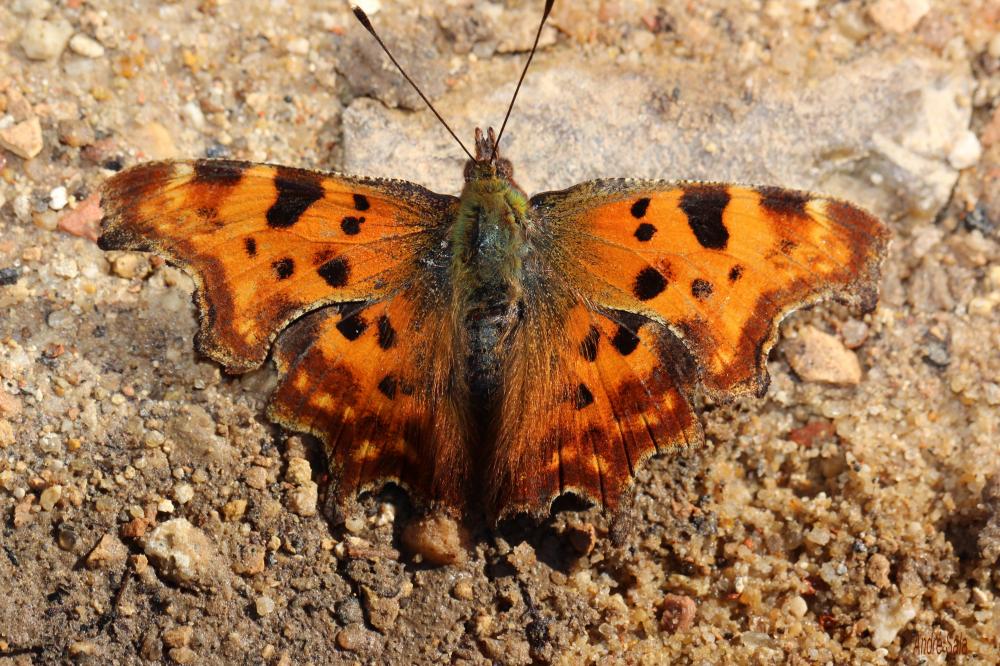 Gamma (Le), Robert-le-diable (Le), C-blanc (Le), D Polygonia c-album (Linnaeus, 1758)