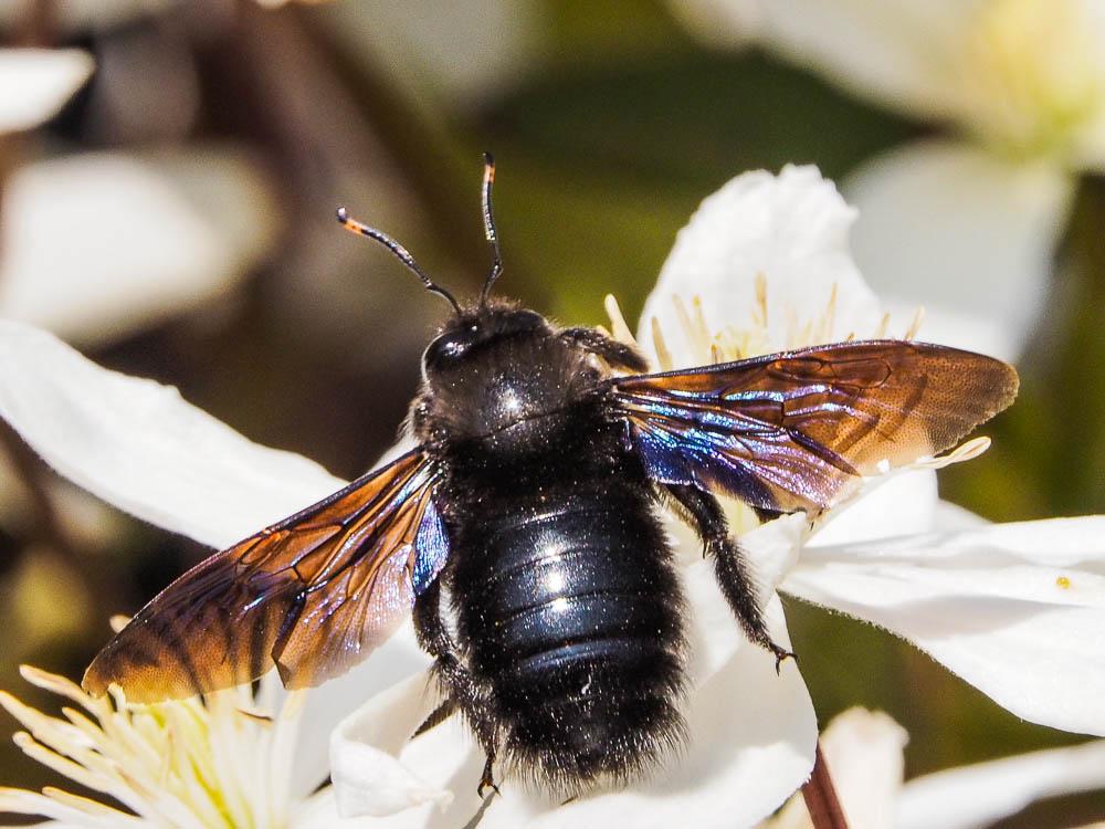 Abeille charpentière, Xylocope violet Xylocopa violacea (Linnaeus, 1758)