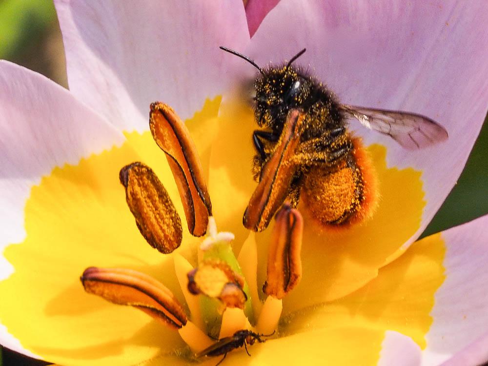  Osmia cornuta (Latreille, 1805)