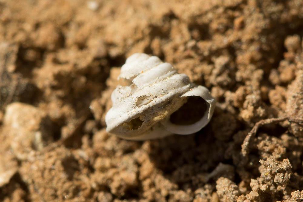 Troque des dunes Trochoidea trochoides (Poiret, 1789)