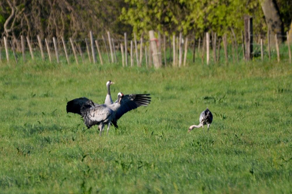 Grue cendrée Grus grus (Linnaeus, 1758)