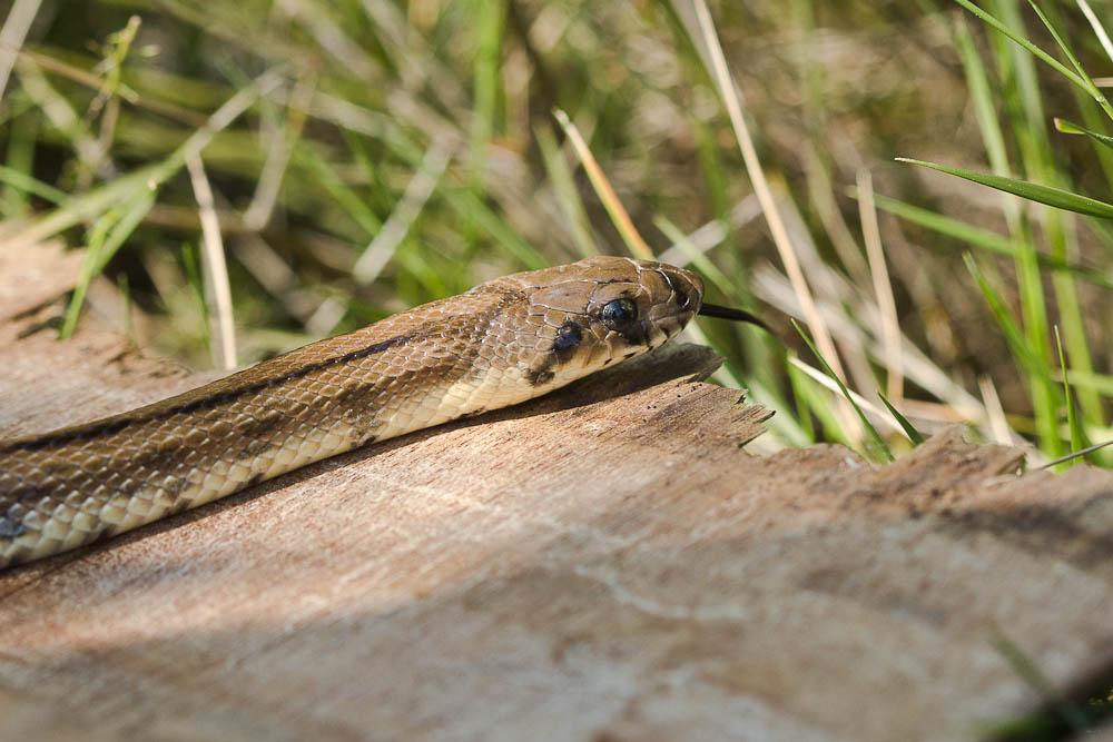 Couleuvre à échelons Zamenis scalaris (Schinz, 1822)
