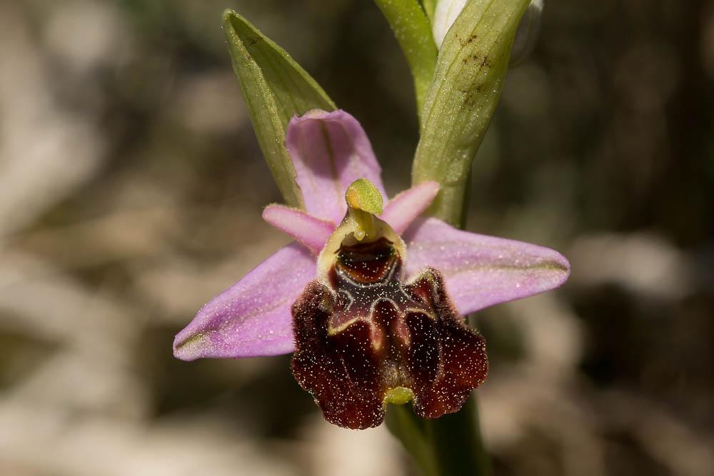 Ophrys bourdon, Ophrys frelon Ophrys fuciflora (F.W.Schmidt) Moench, 1802