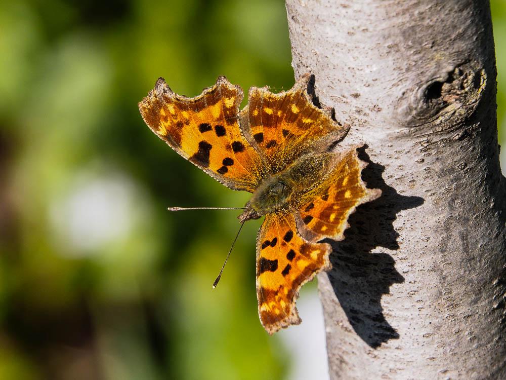 Gamma (Le), Robert-le-diable (Le), C-blanc (Le), D Polygonia c-album (Linnaeus, 1758)