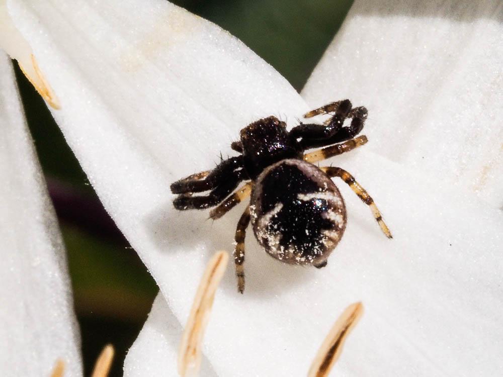 Thomise Napoléon Synema globosum (Fabricius, 1775)