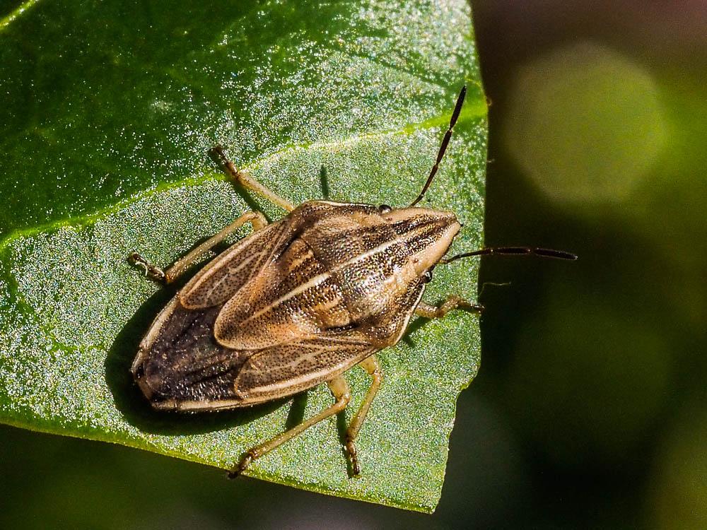 Punaise à tête allongée Aelia acuminata (Linnaeus, 1758)
