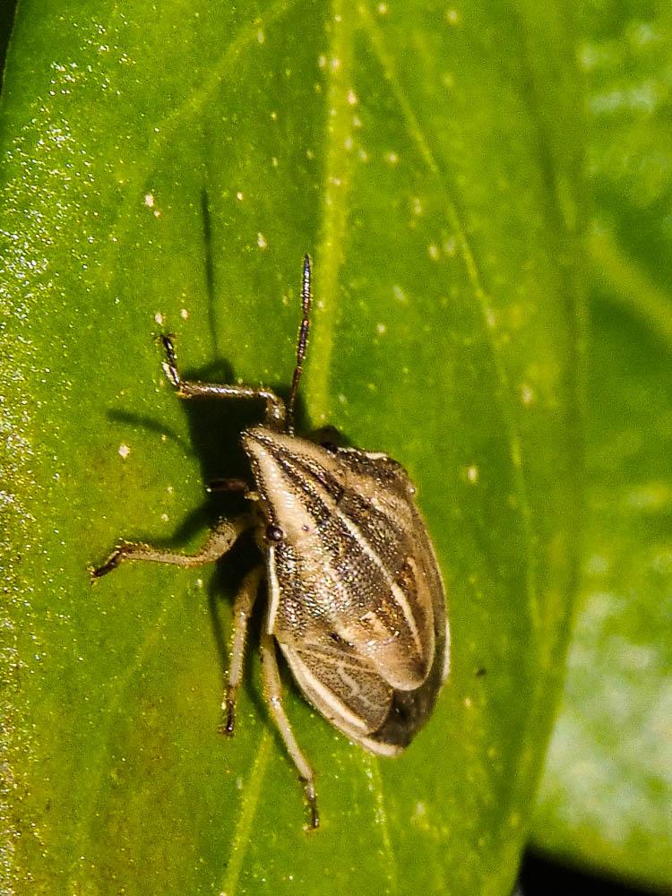Punaise à tête allongée Aelia acuminata (Linnaeus, 1758)
