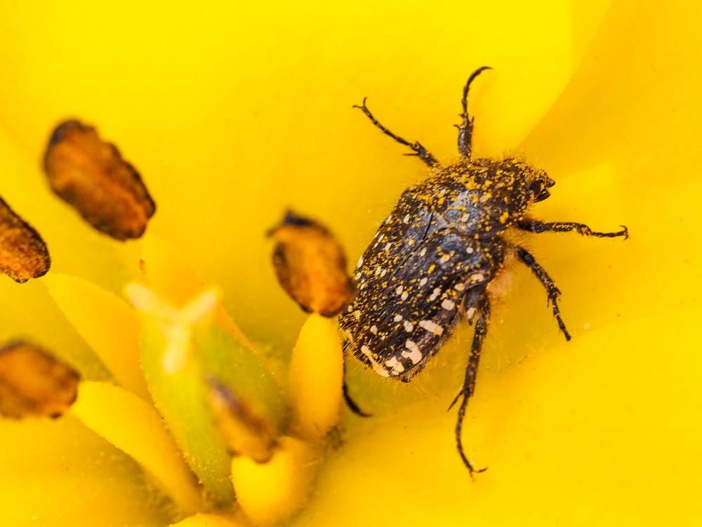 drap mortuaire (le) Oxythyrea funesta (Poda, 1761)