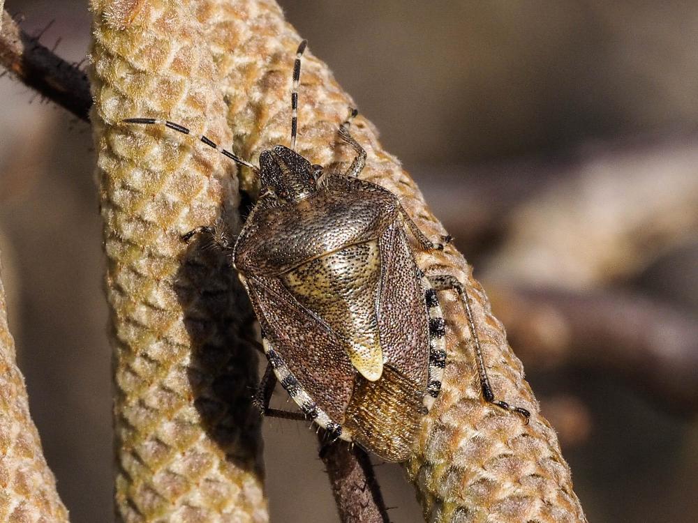 Punaise brune à antennes & bords panachés Dolycoris baccarum (Linnaeus, 1758)