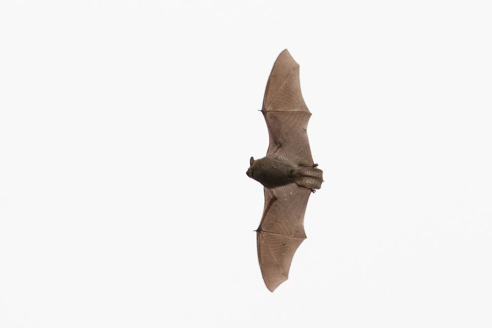  Pipistrellus 