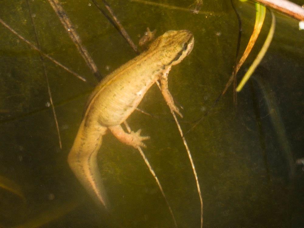 Triton palmé Lissotriton helveticus (Razoumowsky, 1789)