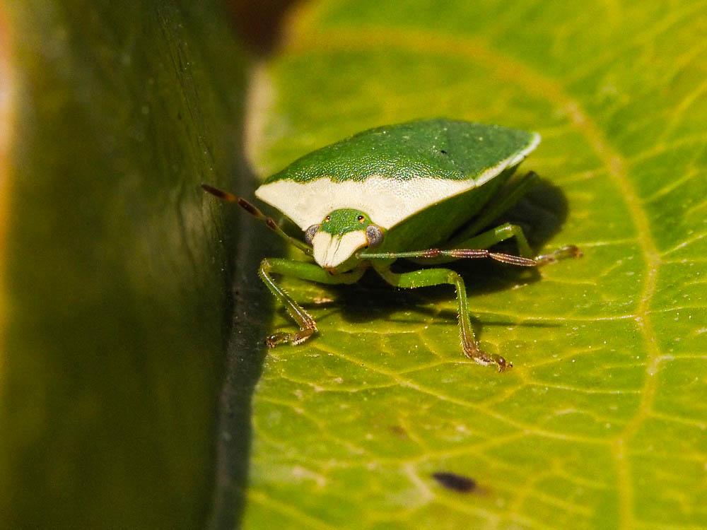 Punaise verte ponctuée Nezara viridula (Linnaeus, 1758)