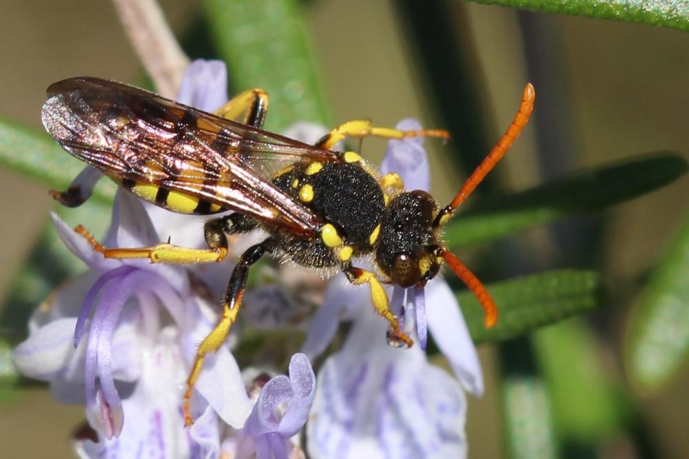  Nomada succincta Panzer, 1798