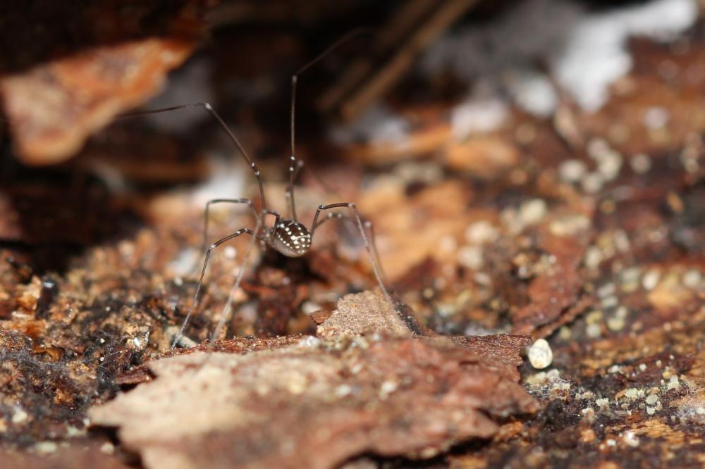 Leiobunum C.L. Koch, 1839