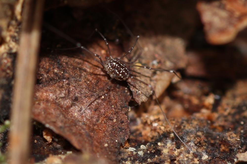  Leiobunum C.L. Koch, 1839