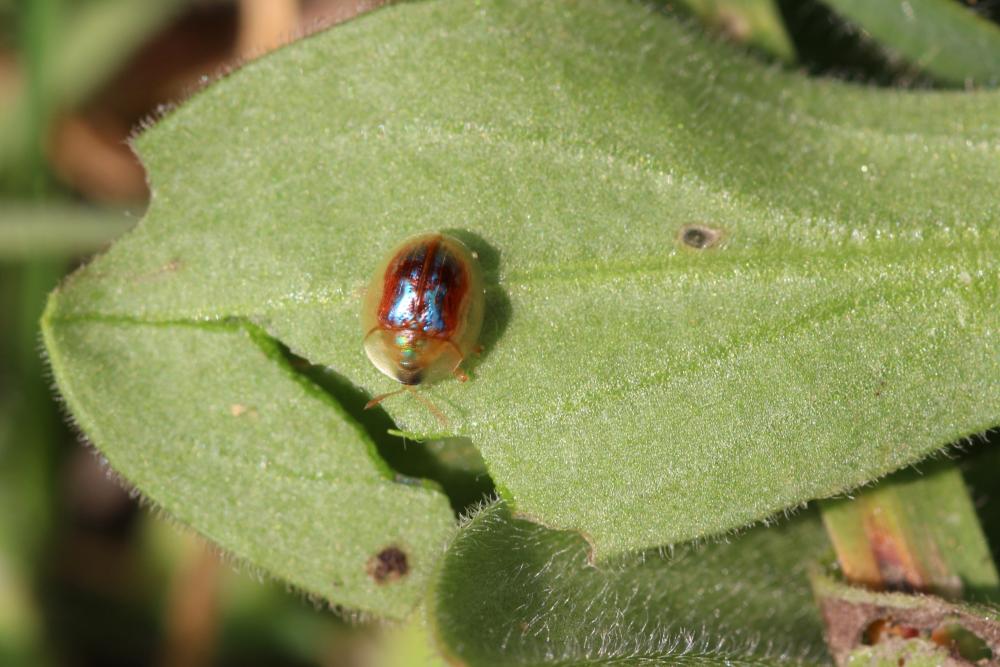  Cassida azurea Fabricius, 1801