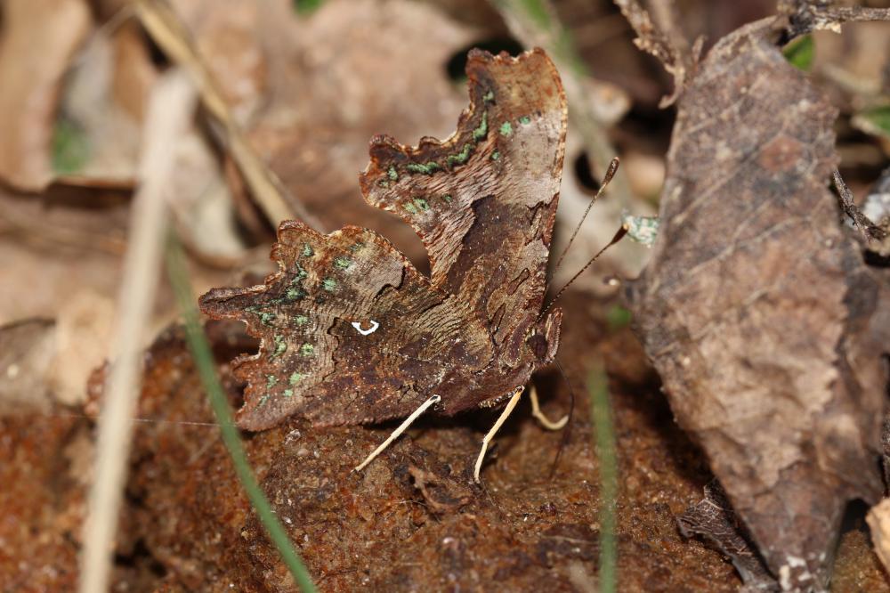 Gamma (Le), Robert-le-diable (Le), C-blanc (Le), D Polygonia c-album (Linnaeus, 1758)