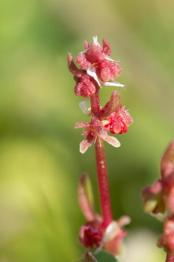 Oseille tête-de-bœuf, Rumex Tête-de-boeuf Rumex bucephalophorus L., 1753