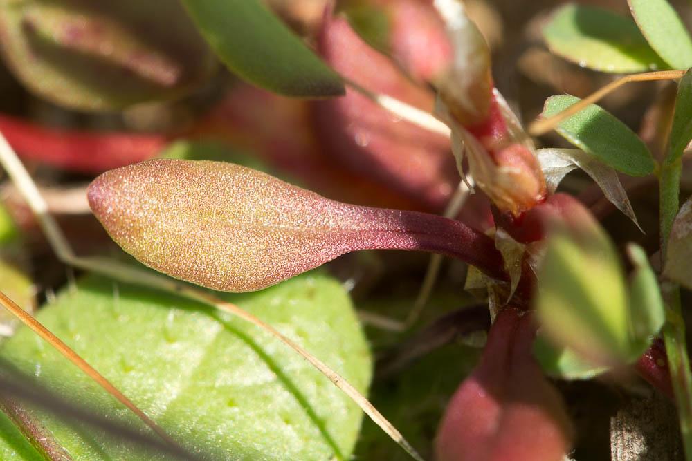 Oseille tête-de-bœuf, Rumex Tête-de-boeuf Rumex bucephalophorus L., 1753