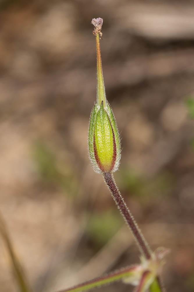 Érodium botrys, Bec-de-grue en grappe Erodium botrys (Cav.) Bertol., 1817