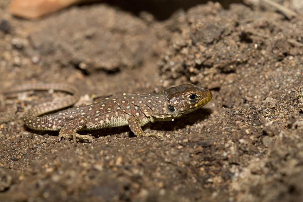 Lézard ocellé Timon lepidus (Daudin, 1802)