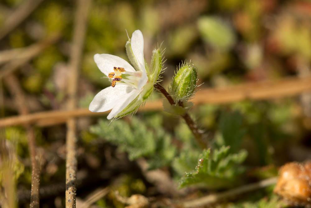 Érodium à feuilles de cigue, Bec de grue, Cicutair Erodium cicutarium (L.) L'Hér., 1789