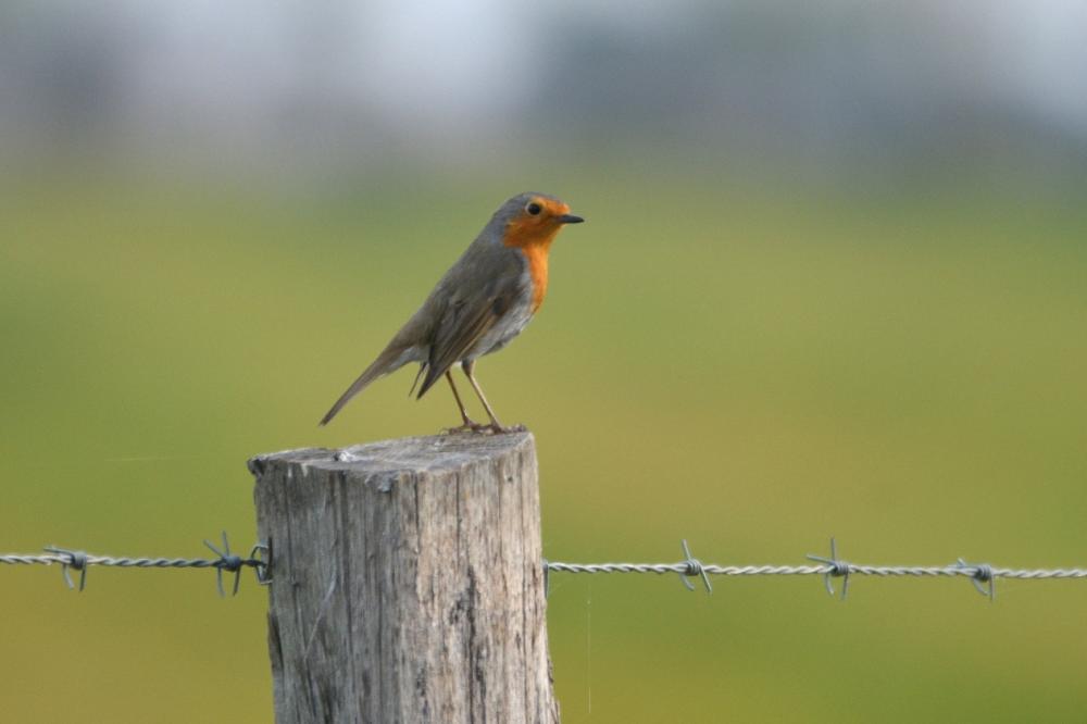 Rougegorge familier Erithacus rubecula (Linnaeus, 1758)