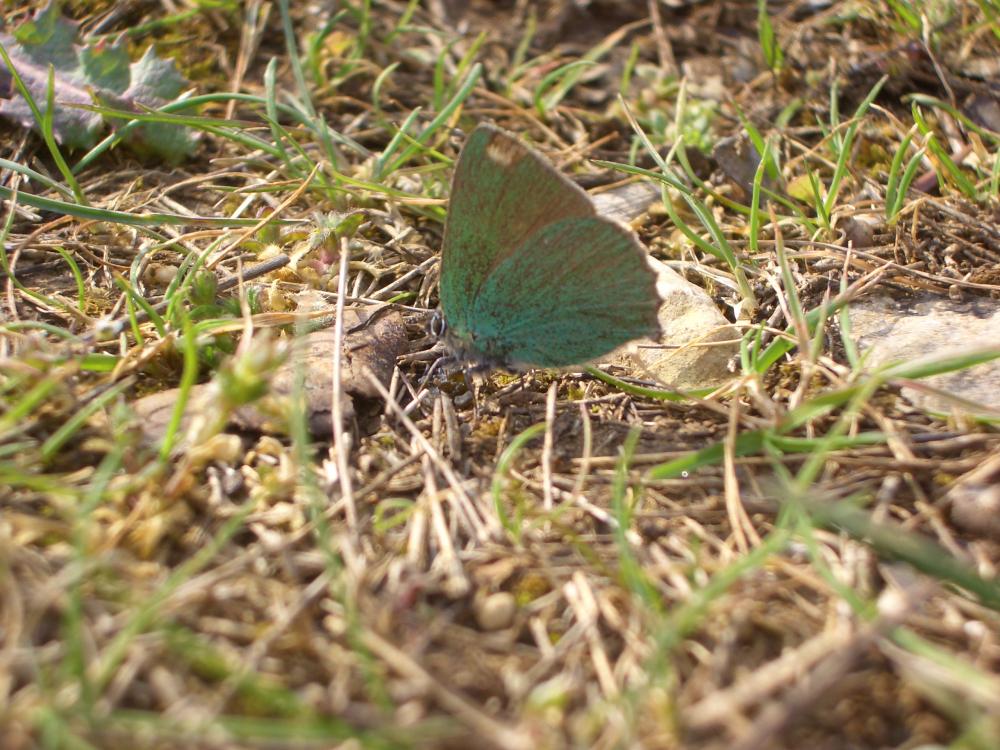 Thécla de la Ronce (La), Argus vert (L') Callophrys rubi (Linnaeus, 1758)