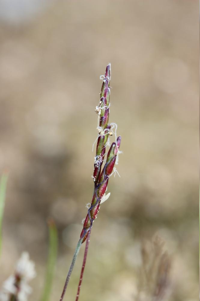 Mibora naine, Famine Mibora minima (L.) Desv., 1818