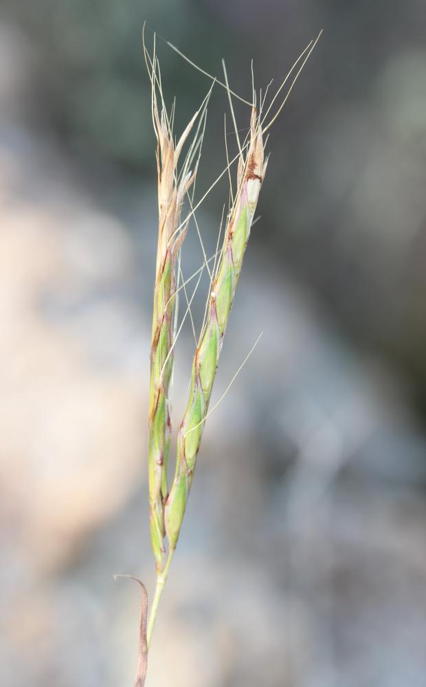 Andropogon à deux épis, Barbon double Andropogon distachyos L., 1753
