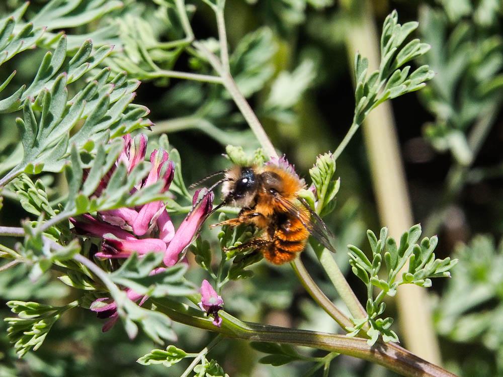 Le Osmie rousse Osmia bicornis (Linnaeus, 1758)