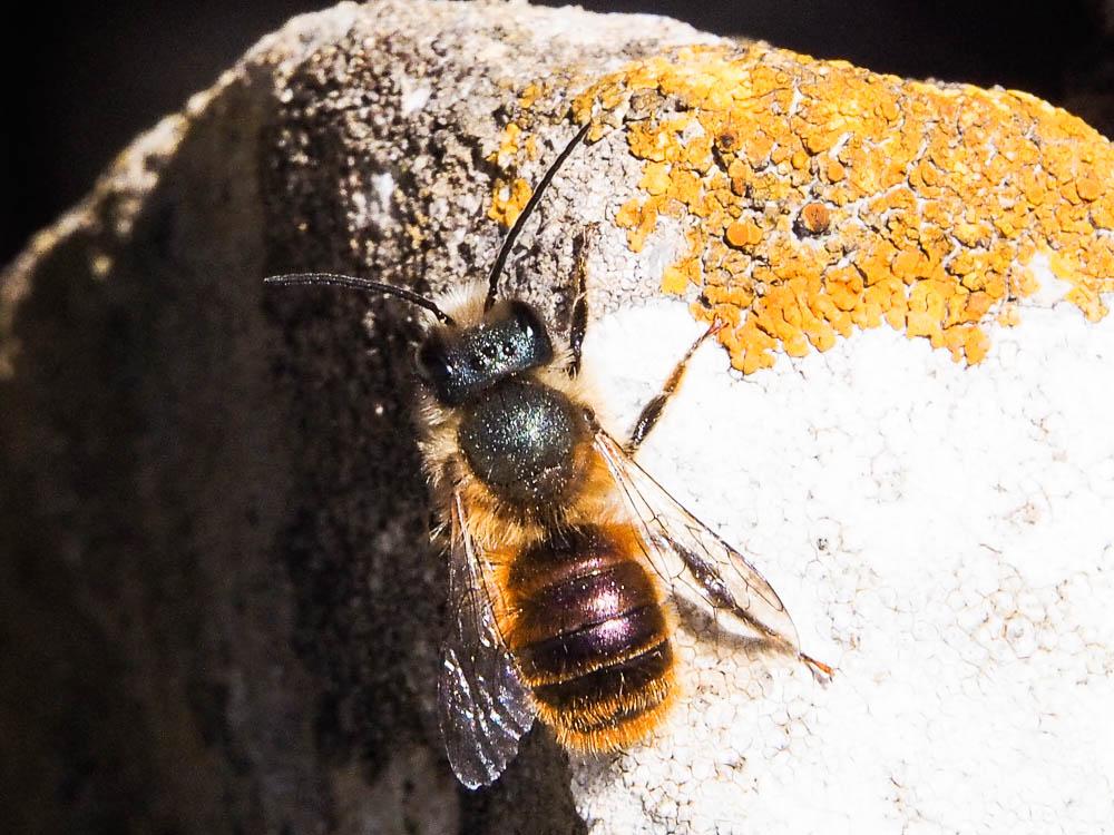 Osmie rousse Osmia bicornis (Linnaeus, 1758)