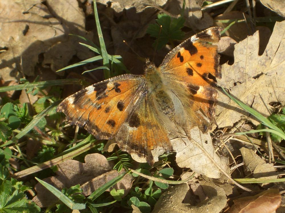 Grande Tortue (La), Vanesse de l'Orme (La), Grand- Nymphalis polychloros (Linnaeus, 1758)