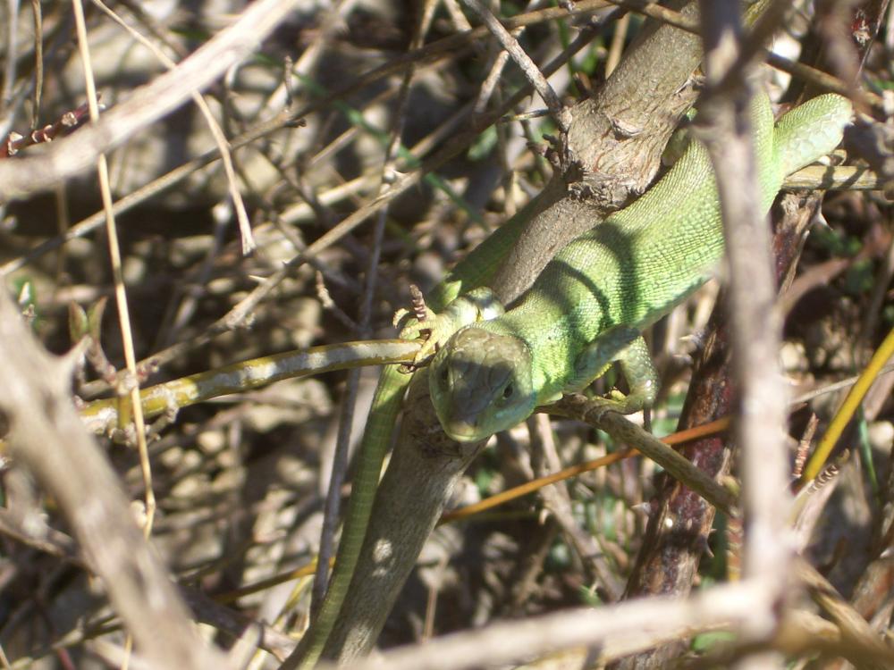 Lézard vert Lacerta bilineata Daudin, 1802