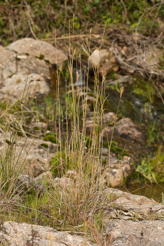 Andropogon à deux épis, Barbon double Andropogon distachyos L., 1753