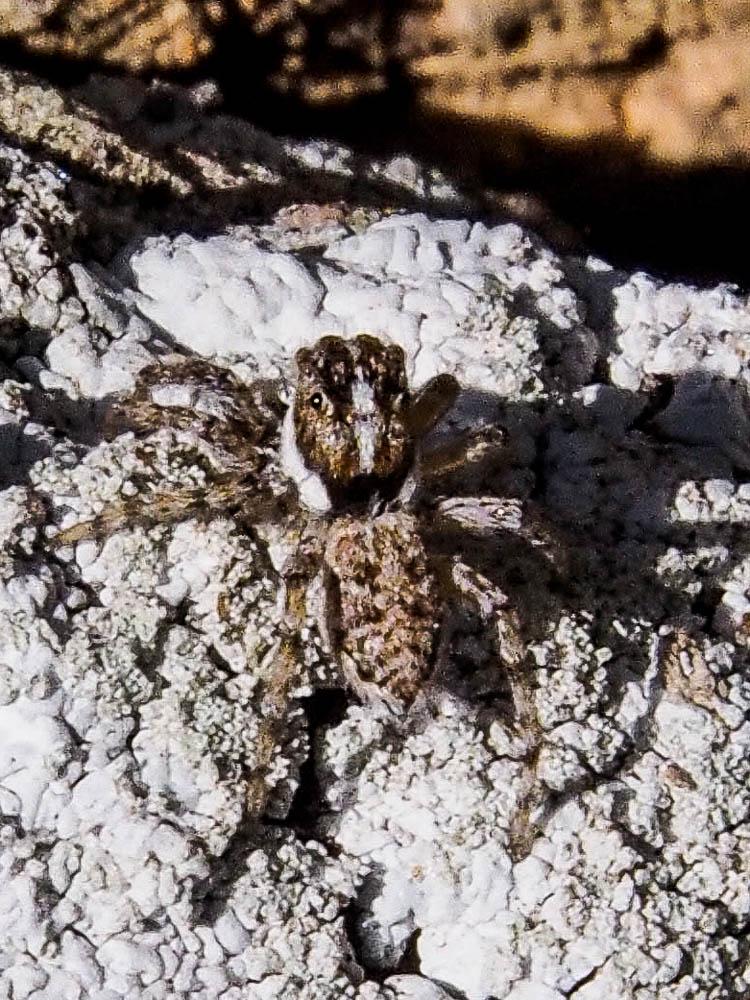Menemerus semilimbatus (Hahn, 1827)
