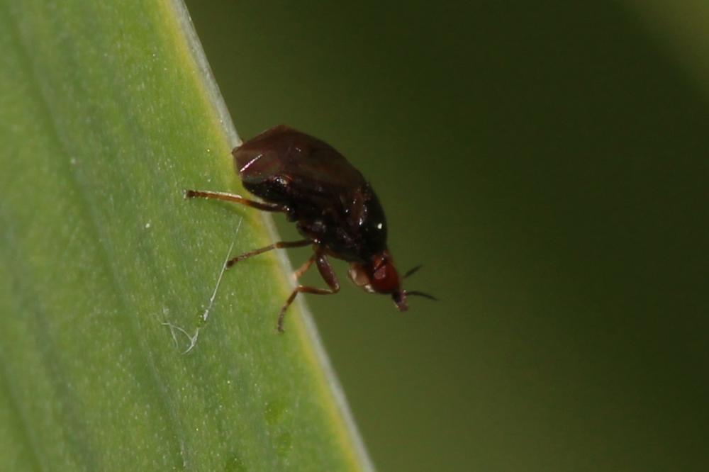  Camarota curvipennis (Latreille, 1805)
