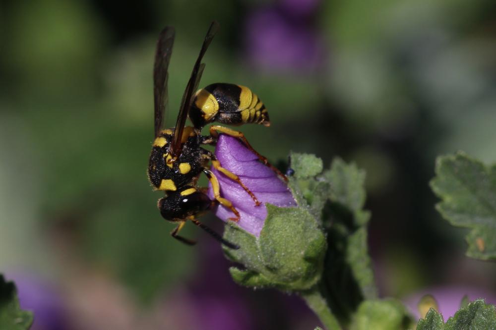 Ancistrocerus auctus (Fabricius, 1793)