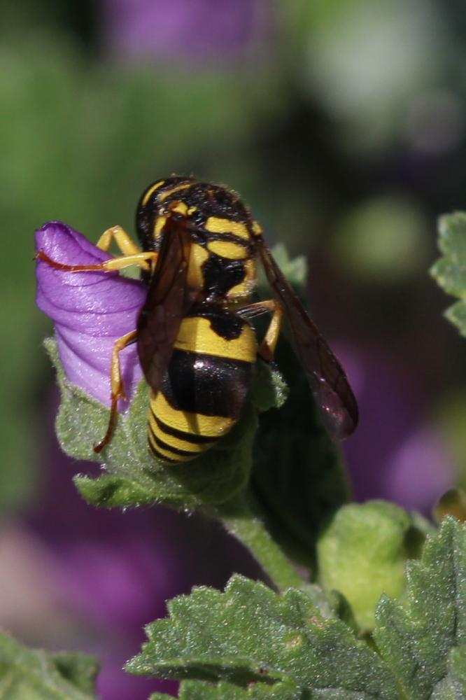 Ancistrocerus auctus (Fabricius, 1793)