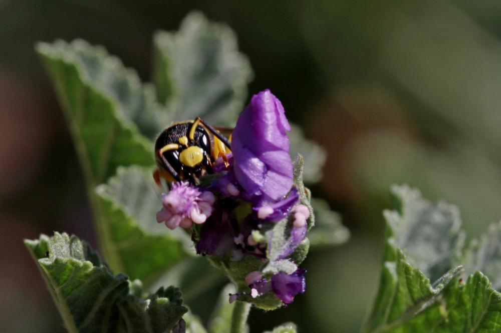  Ancistrocerus auctus (Fabricius, 1793)