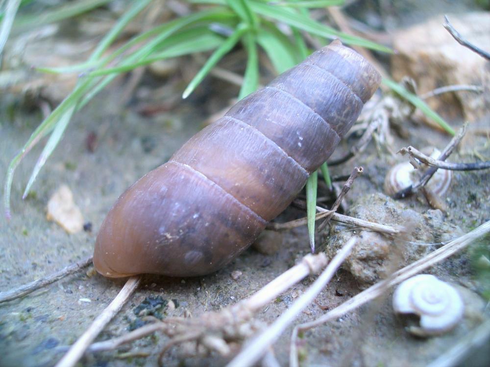 Bulime tronqué Rumina decollata (Linnaeus, 1758)