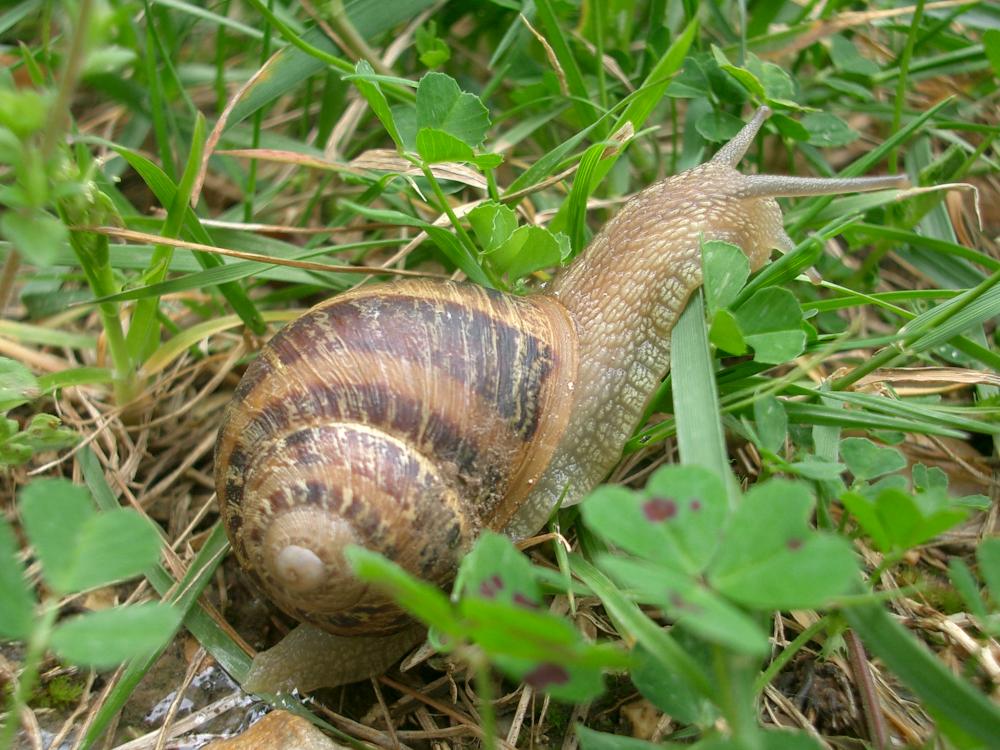 Escargot petit-gris Cornu aspersum (O.F. Müller, 1774)