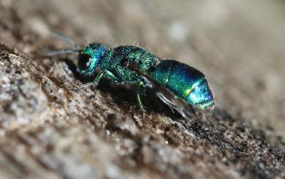 Guêpe-coucou Chrysididae Latreille, 1802