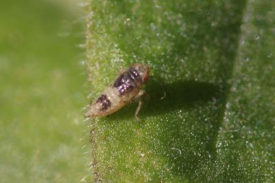  Euscelidius variegatus (Kirschbaum, 1858)