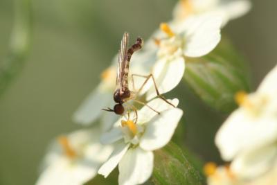  Empididae Linnaeus, 1758