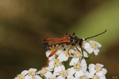 Sténoptère roux Stenopterus rufus (Linnaeus, 1767)